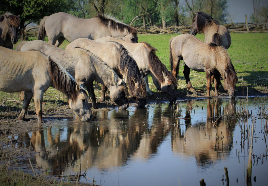 Omgeving Naturistencamping Flevo Natuur Nederland 19